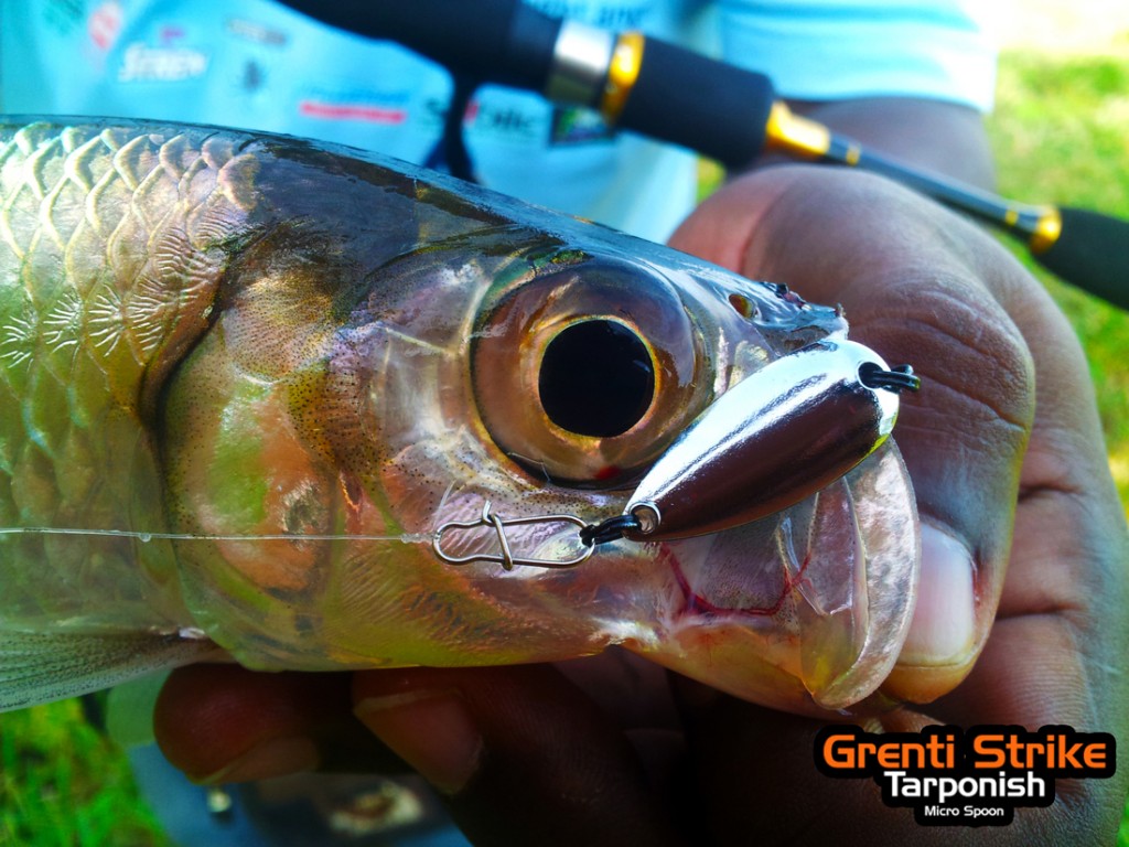 grenti strike tarponish micro spoon