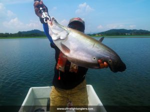 ikan-belida-clown-fish-with-medium-rod-setup-sidek