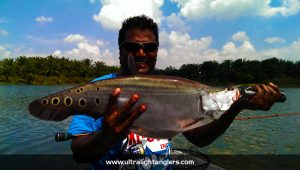 ikan-belida-clown-fish-with-ultralight-setup