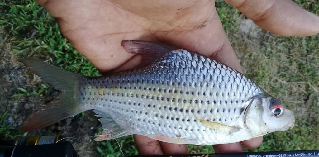 ikan temperas kanicen nix teknik membottom