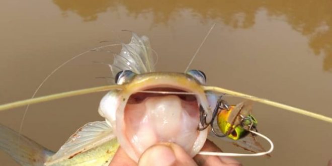 Ultralight Fishing Tips And Tricks For Ultralight Anglers