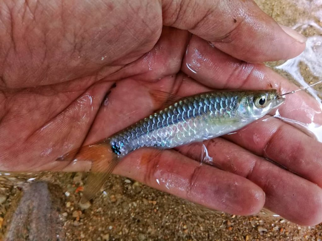 ikan seluang menggunakan teknik hanyut untuk ikan yang sukar makan gewang